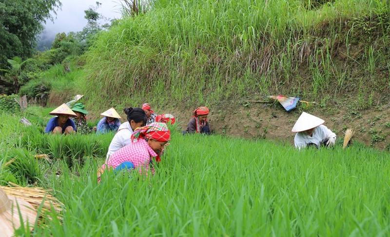 Sau khi mùa nước đổ Hà Giang qua đi, người dân tiếp tục gieo mạ trên những thửa ruộng bậc thang