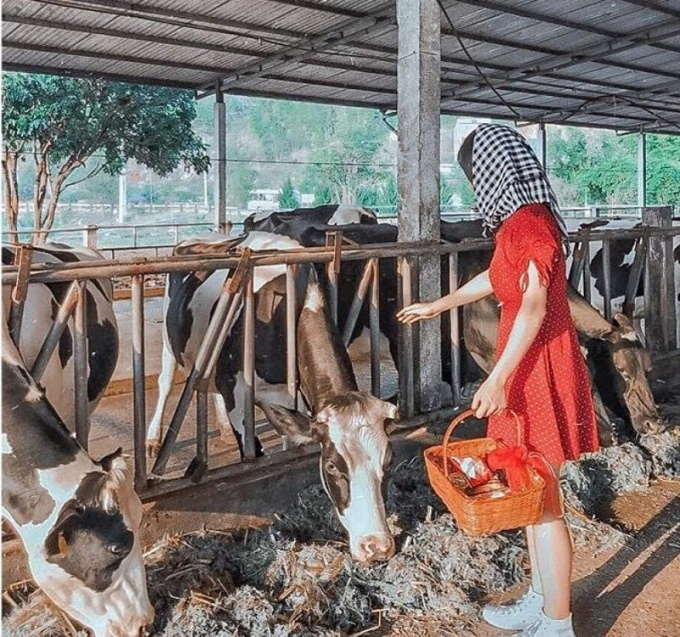 Trang trại bò sữa Mộc Châu nằm ngay ở vị trí 168 đường Hoàng Quốc Việt