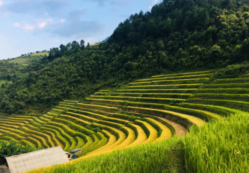 Tour Mù Cang Chải 2 ngày 1 đêm