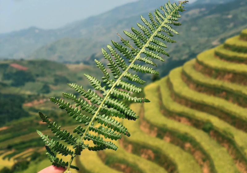 Tour Mù Cang Chải 2 ngày 1 đêm