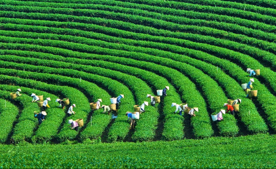 Thị trấn nông trường Mộc Châu nổi tiếng với những đồi núi chè xanh mướt trải dài nhưng có lẽ một trong những đồi chè đẹp nhất