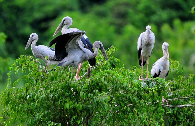 Vườn chim Thung Nham đa dạng các loài chim