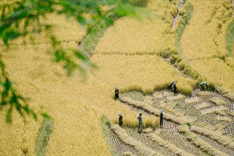 Tháng 10 cũng là lúc mùa gặt bắt đầu trên Hà Giang