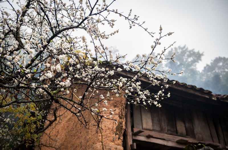 Hoa mận tháng 3 Hà Giang là một trong những loài hoa đặc trưng