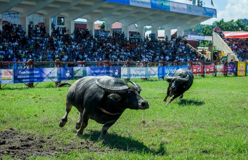 Lễ hội chọi trâu, chọi bò là nét văn hóa đầu năm của người dân Hà Giang