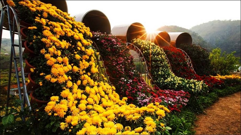 Happy Land Mộc Châu được mệnh danh là thiên đường hoa với vô số những loài hoa đang  thi nhau khoe sắc