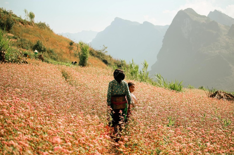 Hoa tam giác mạch nở khắp triền núi Hà Giang vào mùa đông