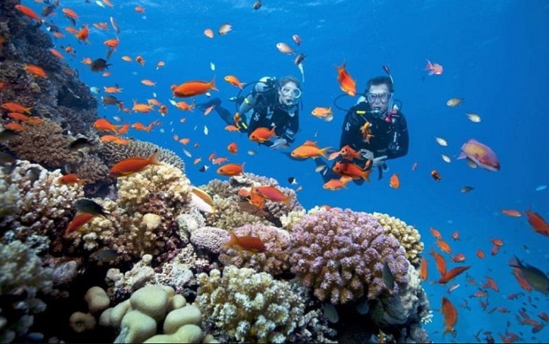 Khám phá lặn biển Cô Tô và ngắm san hô