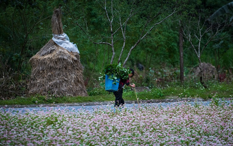 Tháng 10 là mùa hoa tam giác mạch bắt đầu nở tại Hà Giang