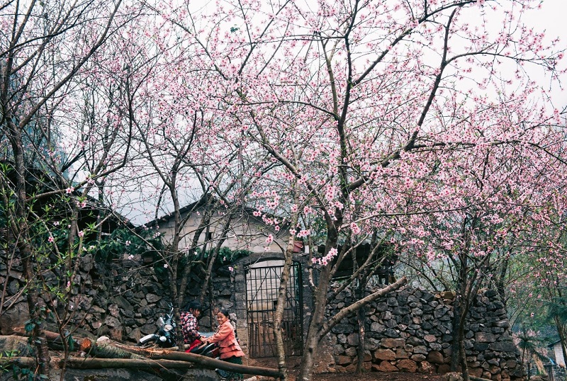 Chiêm ngưỡng vẻ đẹp hoa đào Hà Giang