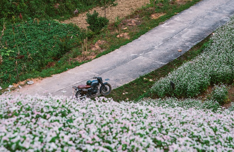 Cánh đồng hoa tam giác mạch Hoàng Su Phì