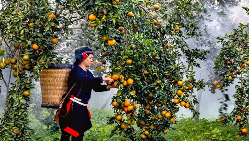 Nghề trồng cam sành đã mang đến nguồn thu nhập cho đồng bào tại Hà Giang