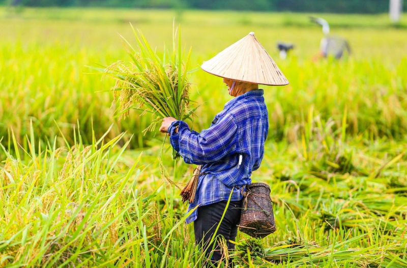 Mai Châu mùa nào đẹp