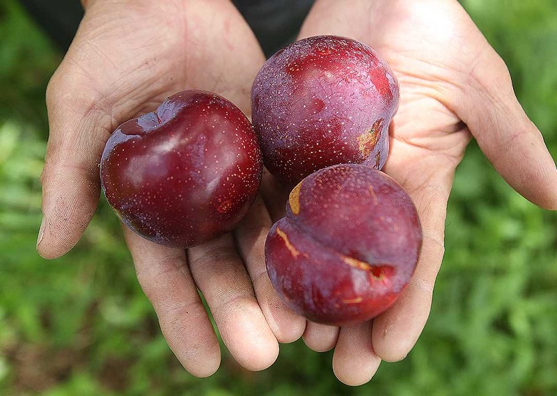 Ăn gì ở Sapa